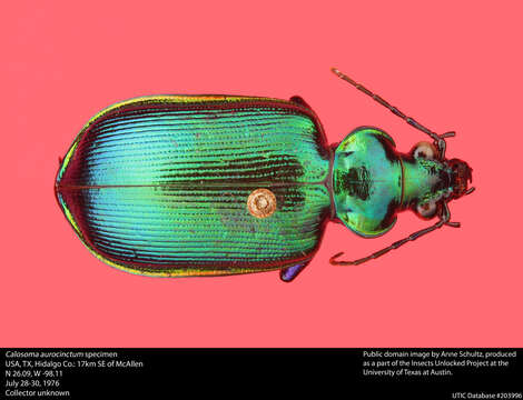 Sivun Calosoma (Calosoma) aurocinctum Chaudoir 1850 kuva