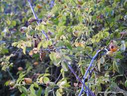 Image de "Rosier à petites fleurs, Églantier à petites fleurs"