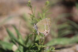 Image of Callophrys xami xami