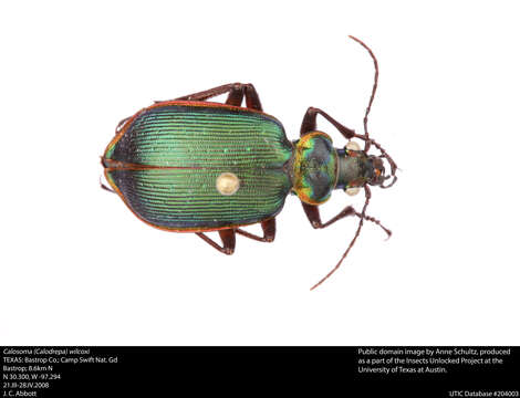 صورة Calosoma (Calosoma) wilcoxi Le Conte 1847