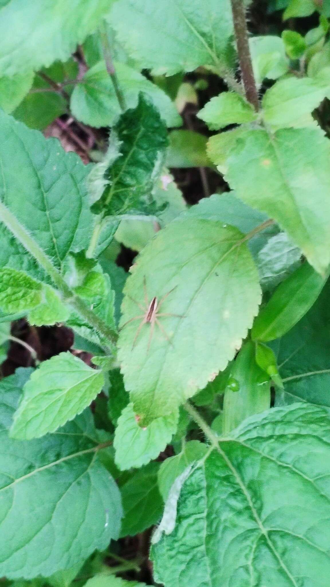 صورة Dolomedes sulfureus L. Koch 1878