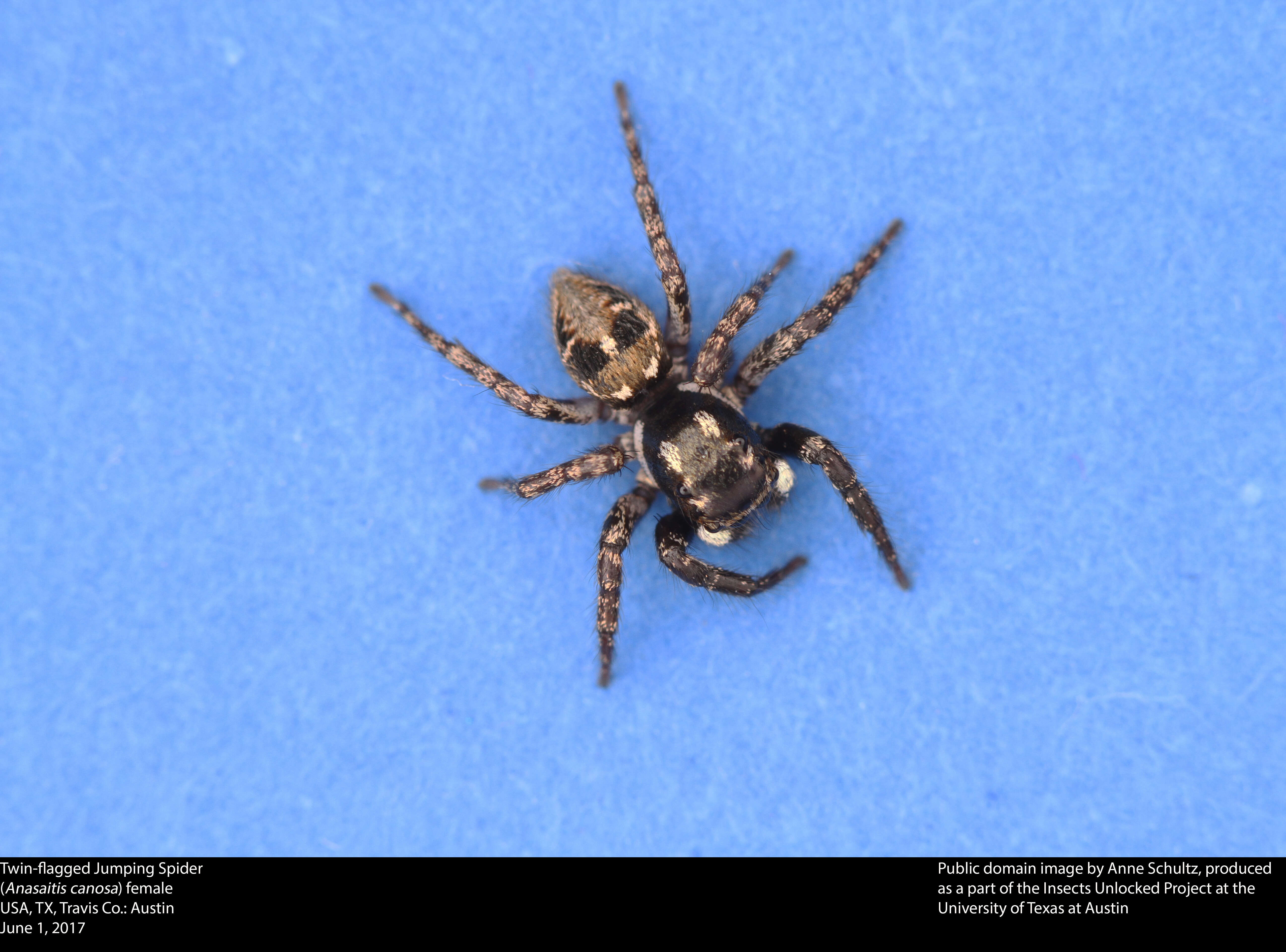 Image of Twinflagged Jumping Spider