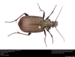 صورة Calosoma (Castrida) sayi Dejean 1826