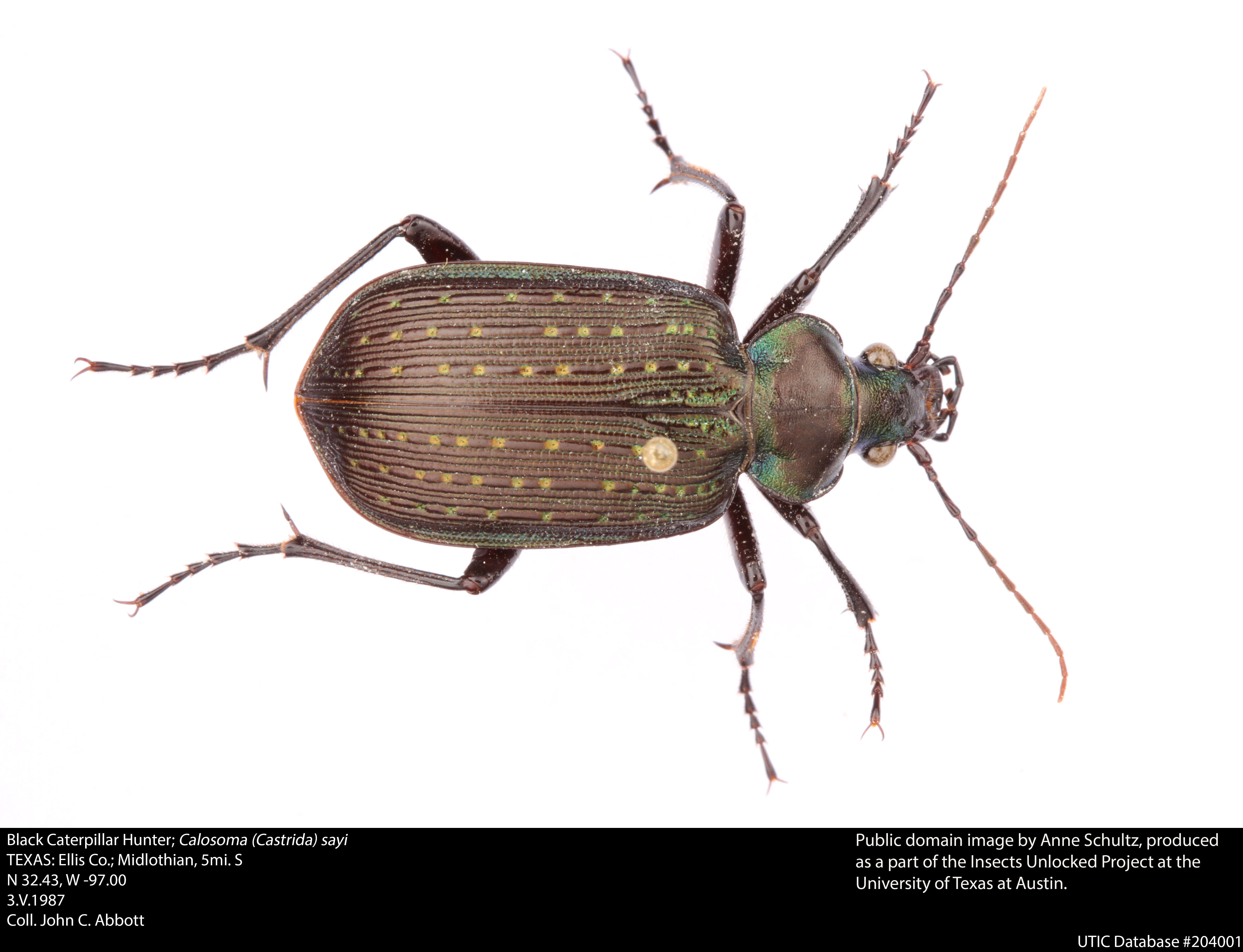 Calosoma (Castrida) sayi Dejean 1826的圖片