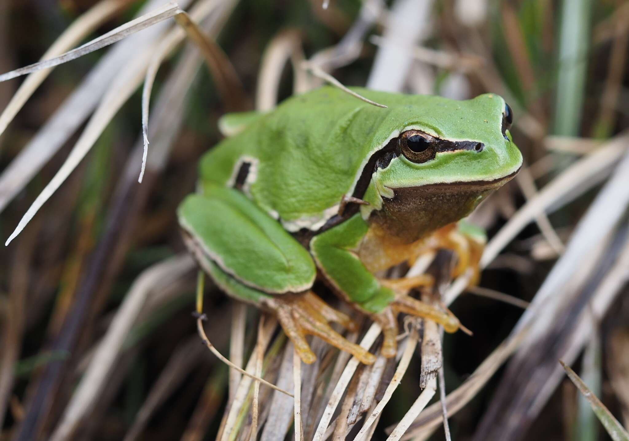 Image of European Treefrog