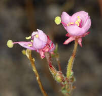 Image of Booth's evening primrose