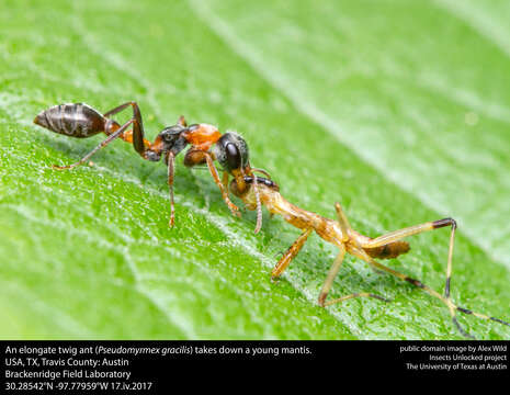 Sivun Pseudomyrmex gracilis (Fabricius 1804) kuva