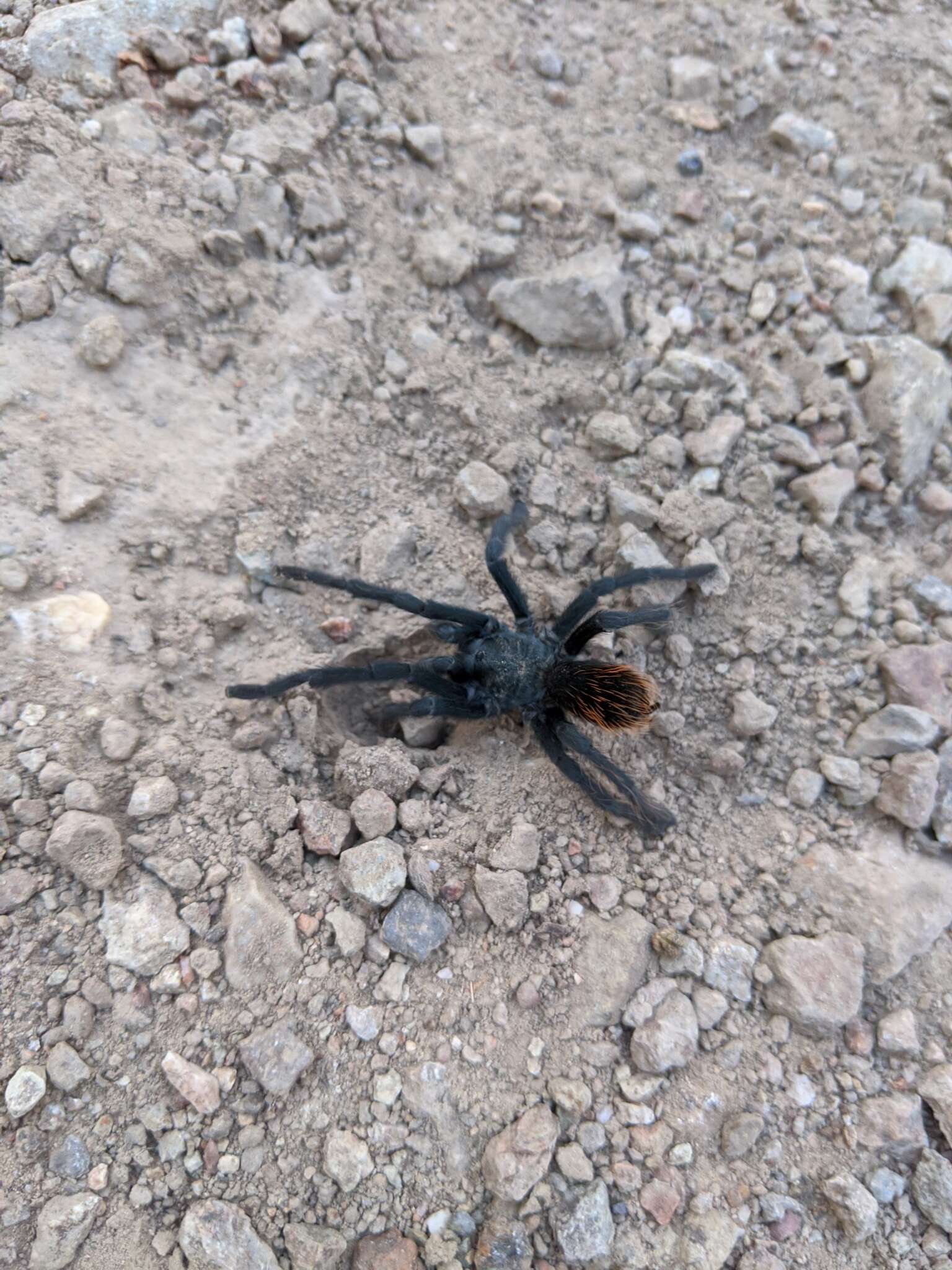 Image of Aphonopelma madera Hamilton, Hendrixson & Bond 2016