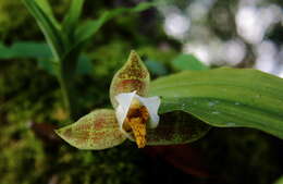 Plancia ëd Lycaste deppei (G. Lodd. ex Lindl.) Lindl.