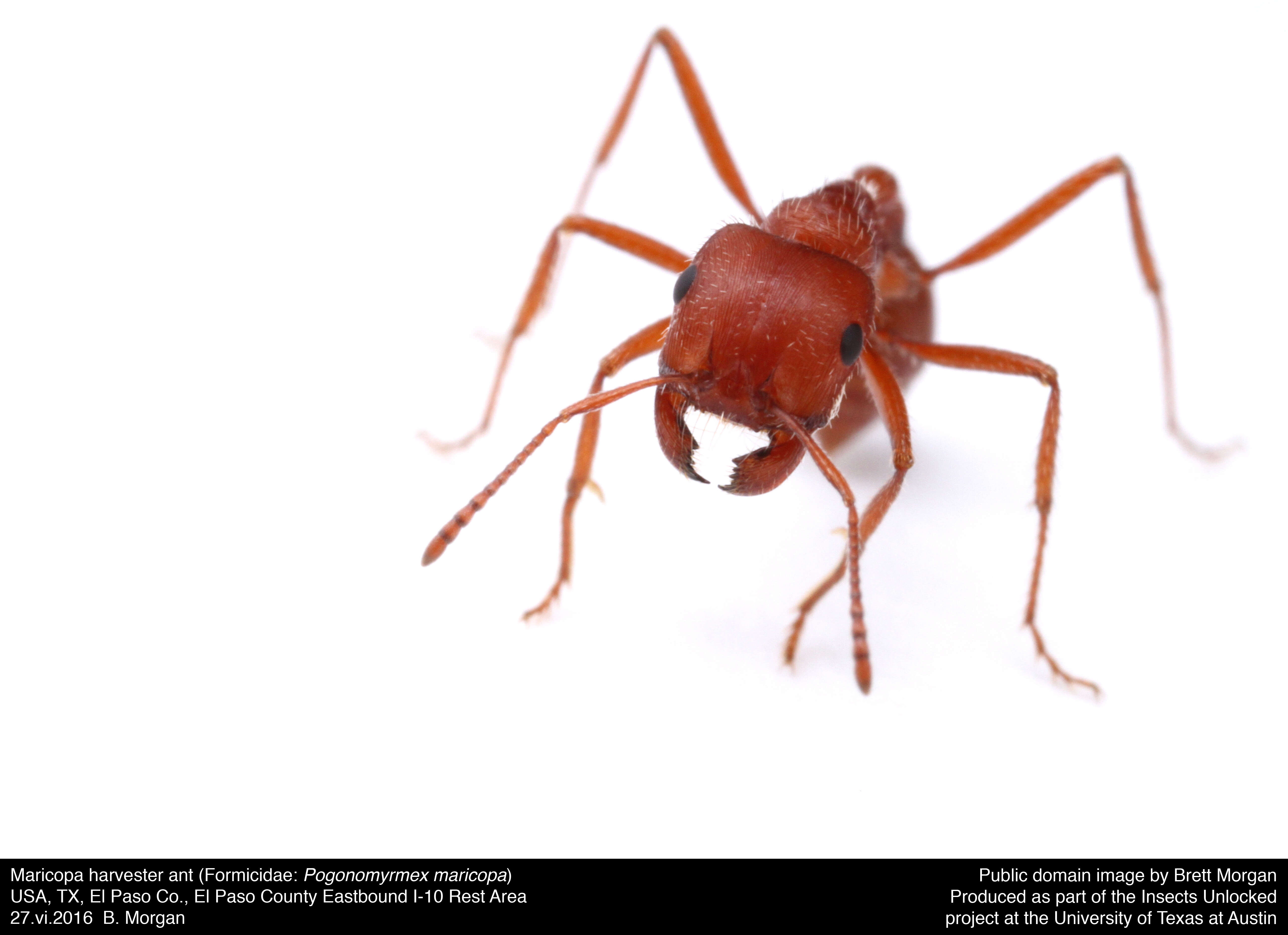 Image de Pogonomyrmex maricopa Wheeler 1914