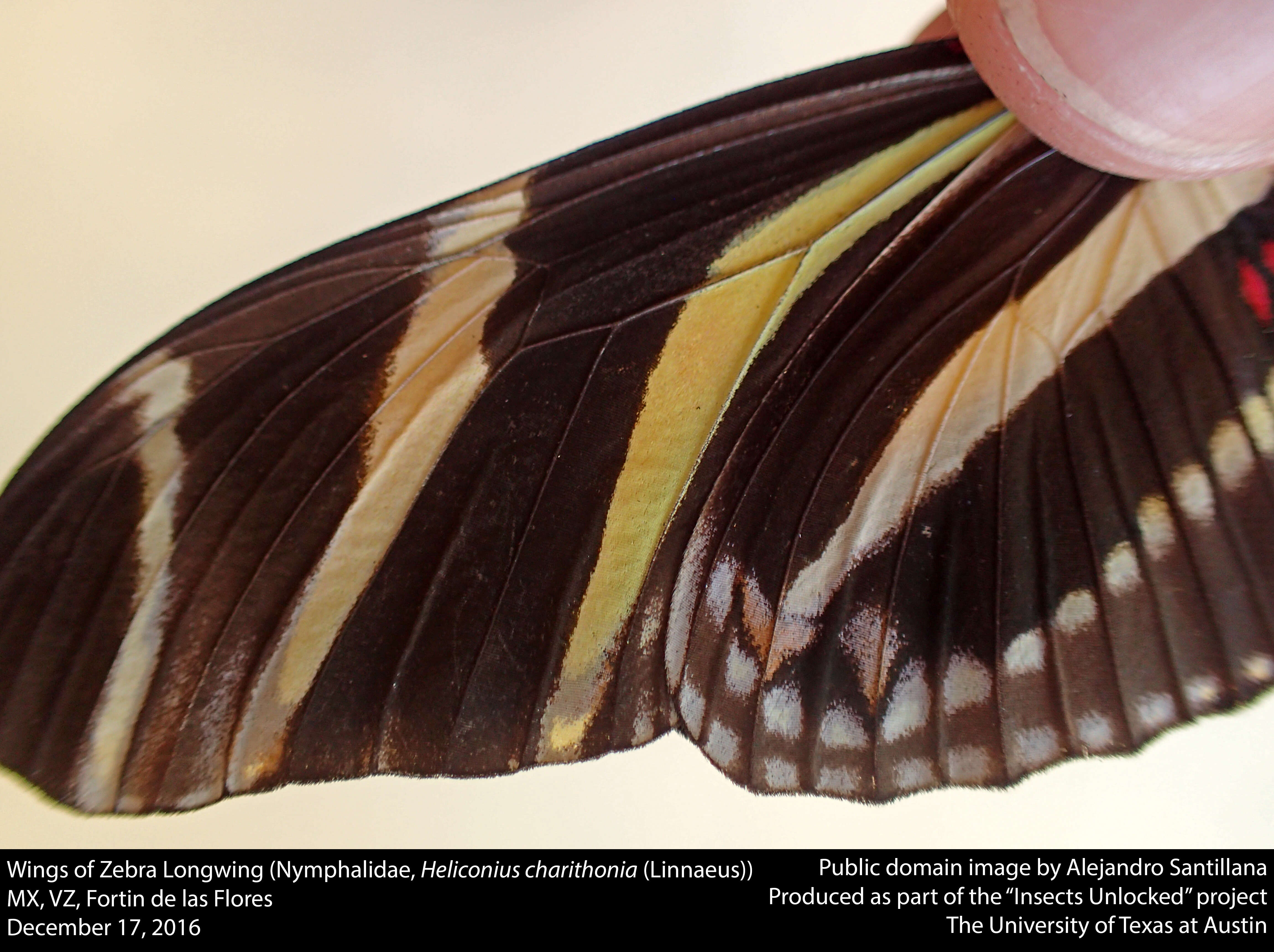 Image of Zebra Longwing