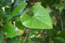 Image de Aristolochia kaempferi Willd.