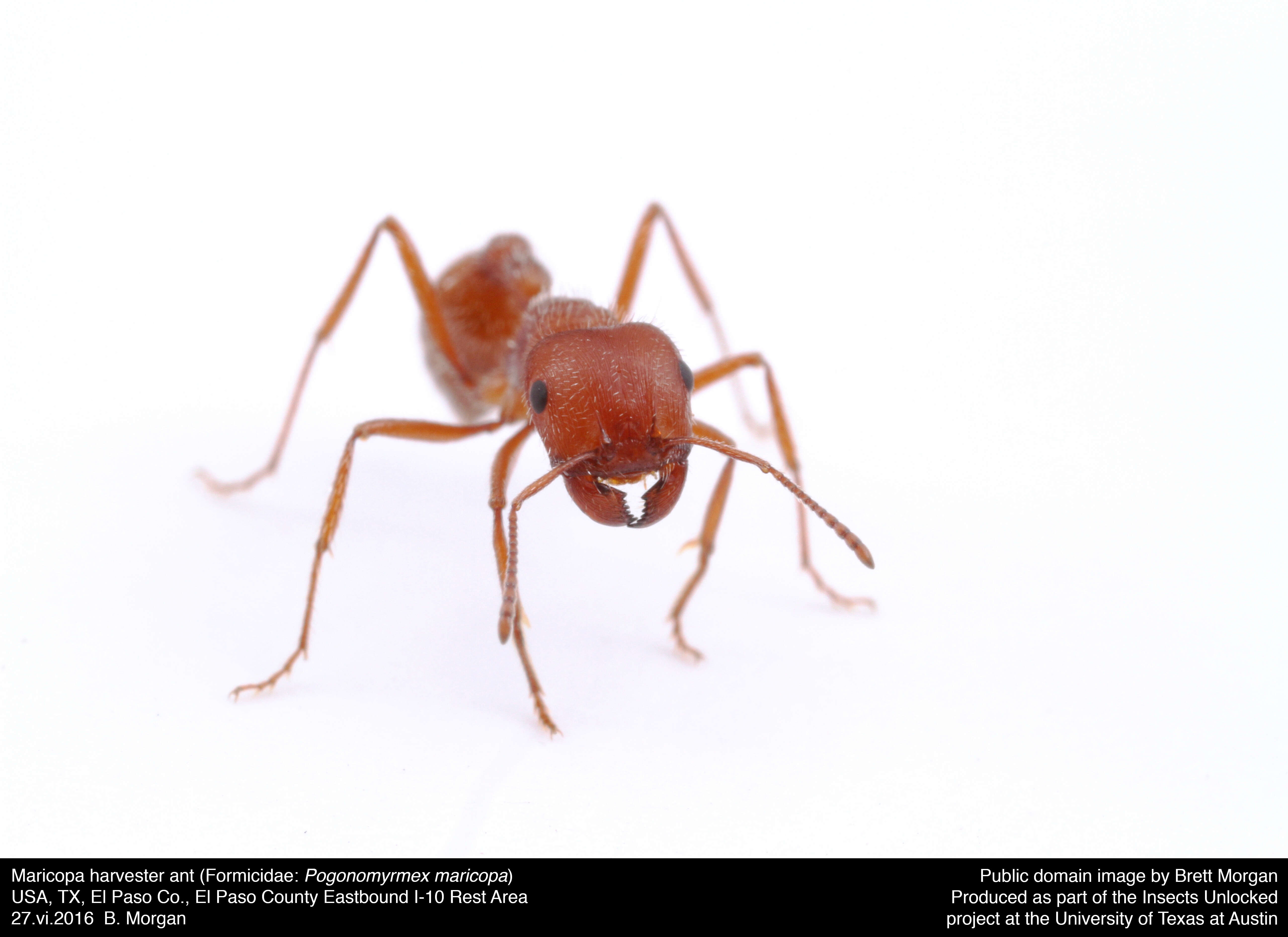 Image de Pogonomyrmex maricopa Wheeler 1914