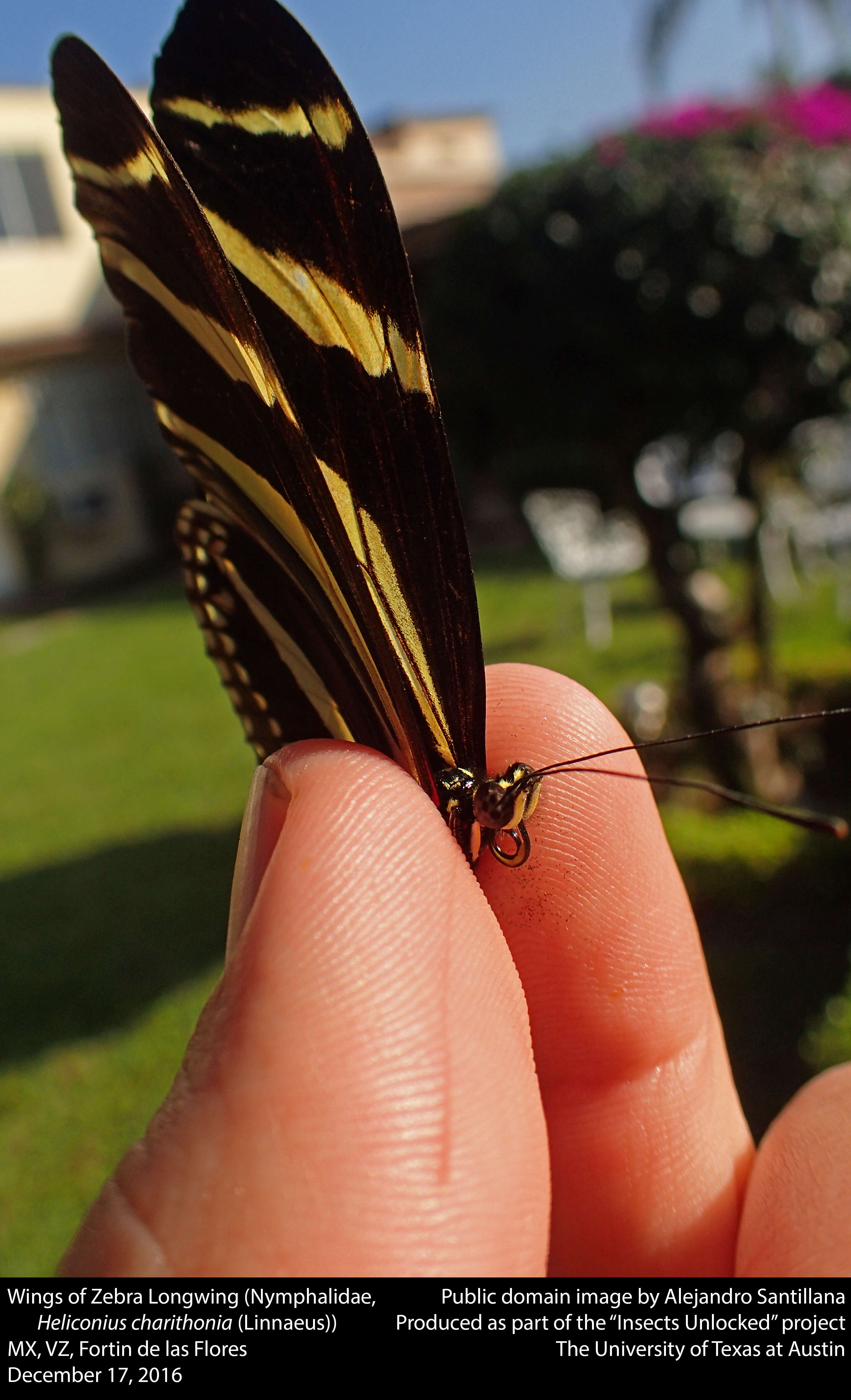 Image of Zebra Longwing