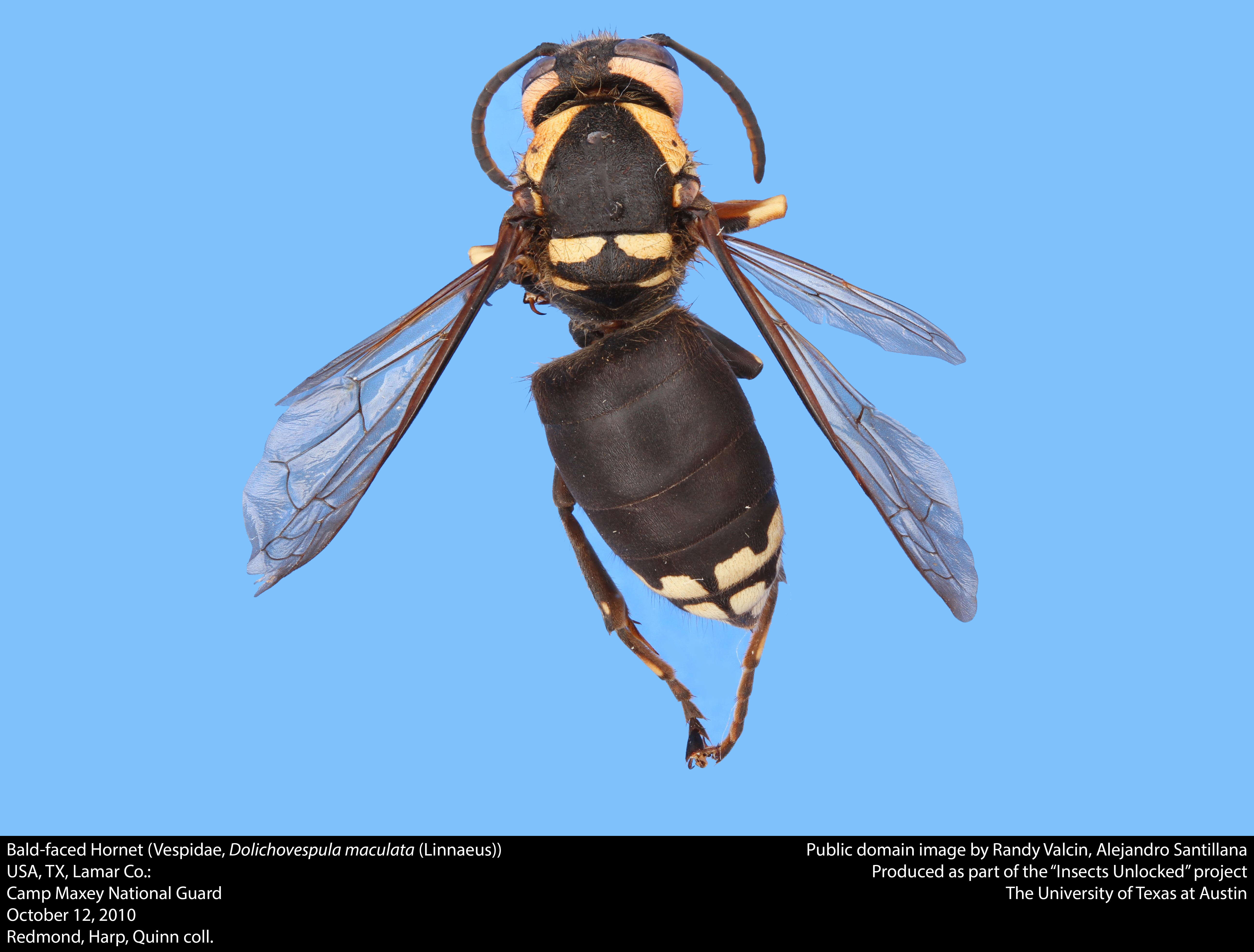 Image of Bald-faced Hornet