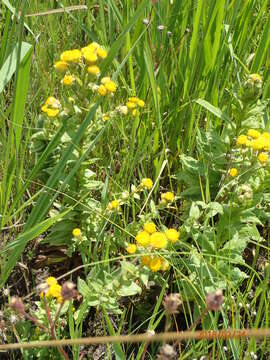 Image of Yellow everlasting