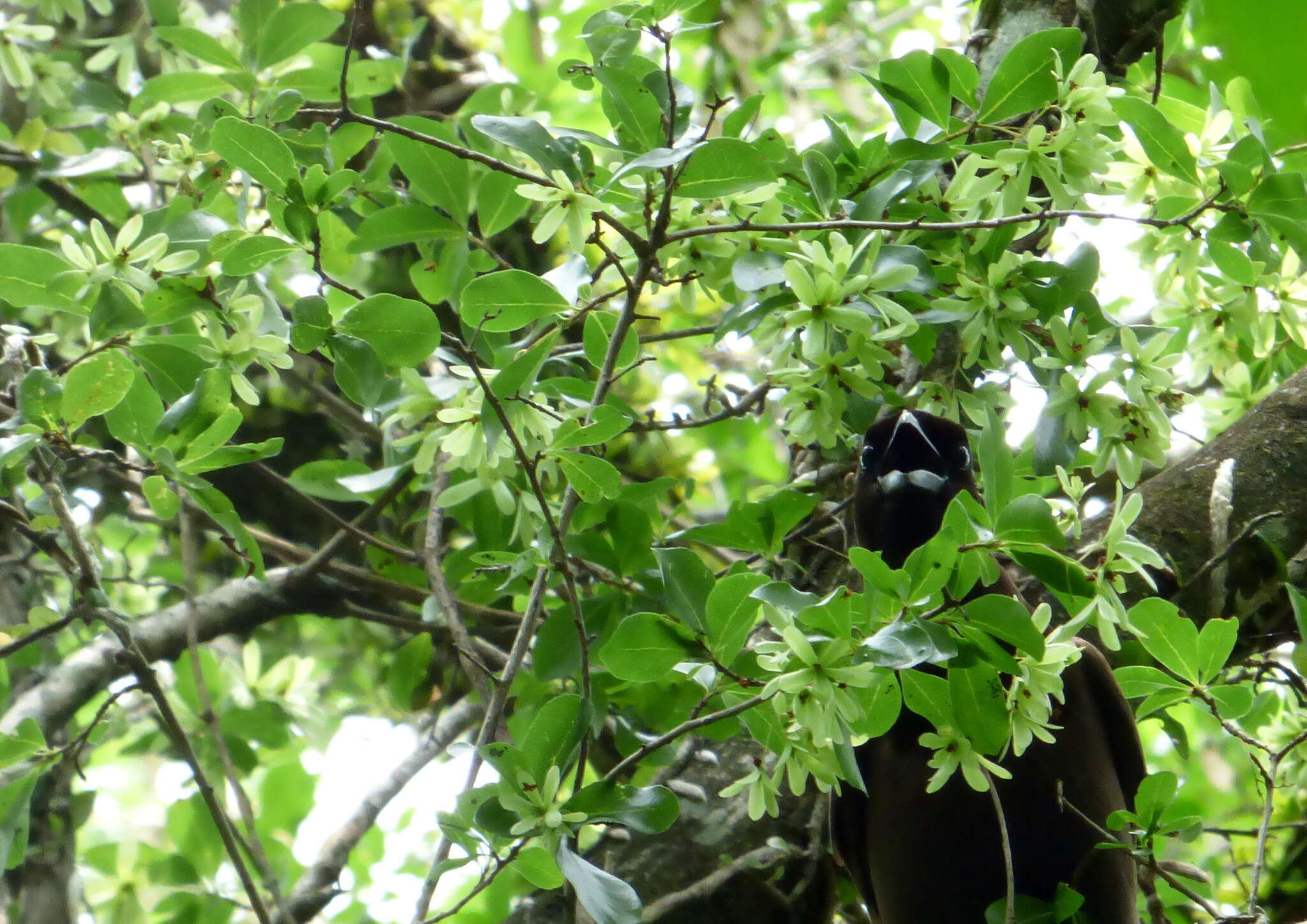 Image of Cordia americana (L.) Gottschling & J. S. Mill.