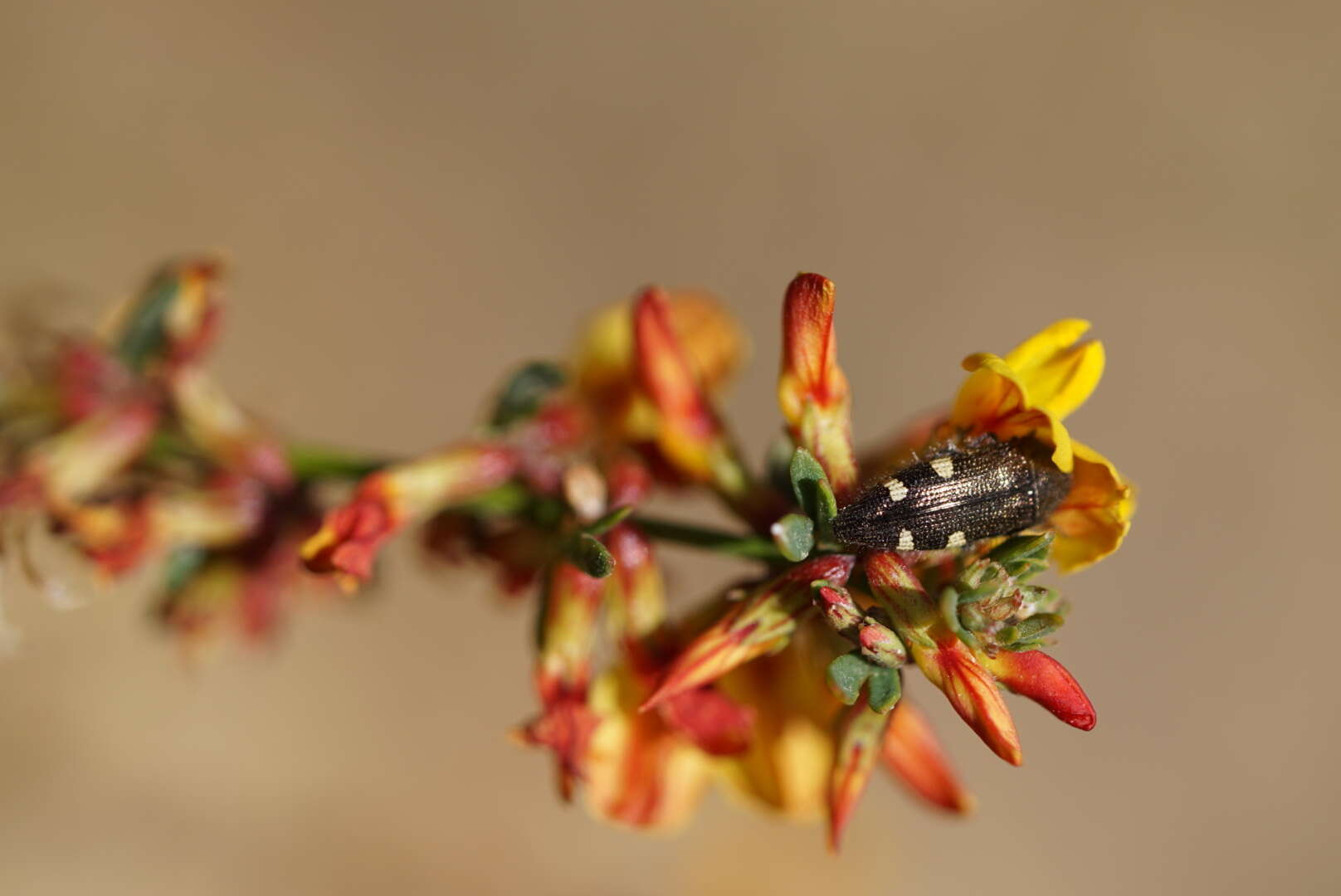 Image of Acmaeodera prorsa Fall 1899