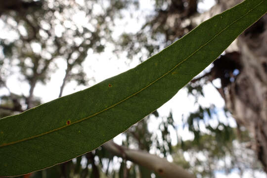 Image of Eucalyptus dalrympleana subsp. dalrympleana