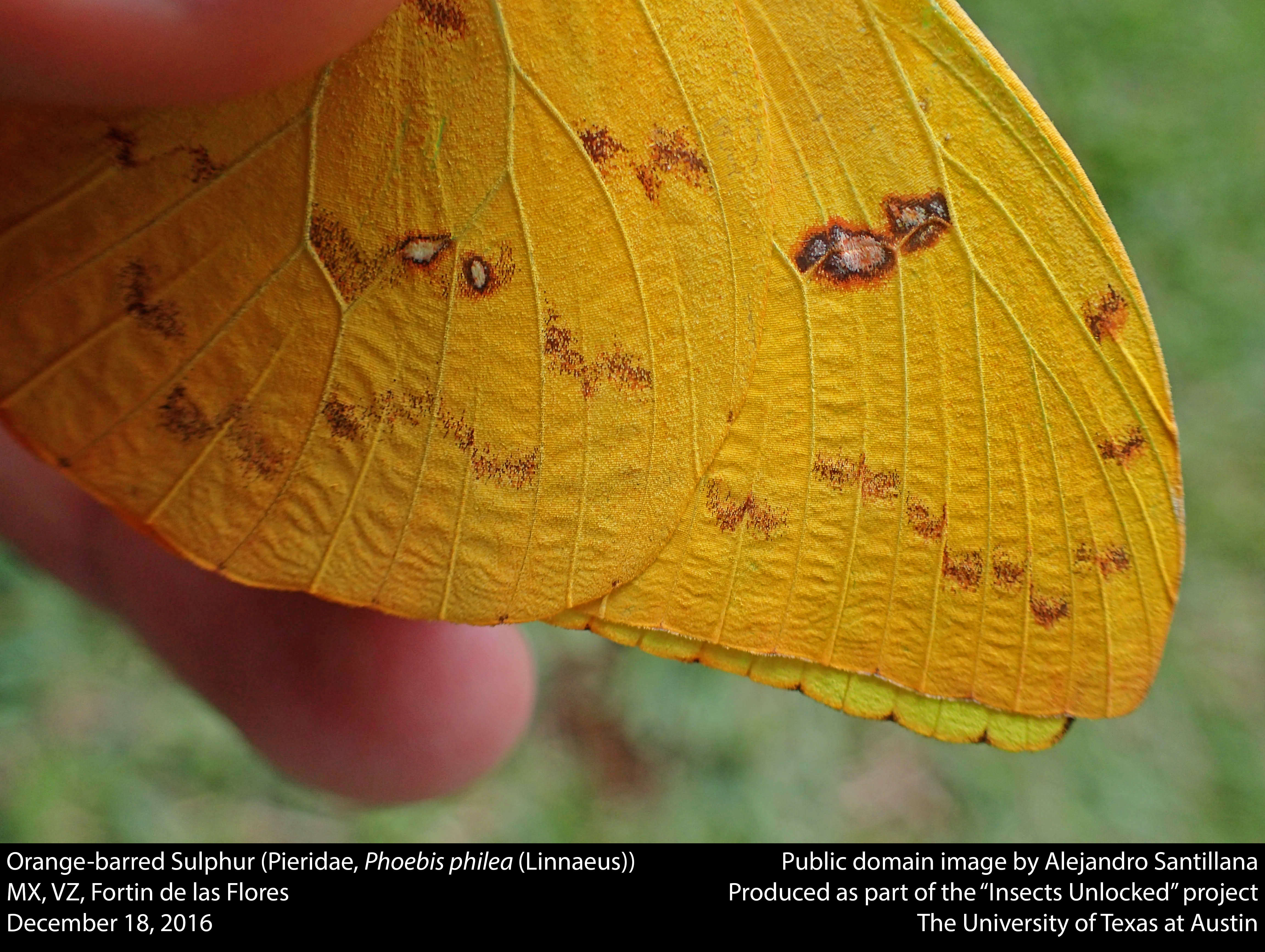 صورة Phoebis philea (Linnaeus 1763)