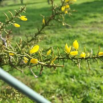 Plancia ëd Ulex australis subsp. welwitschianus