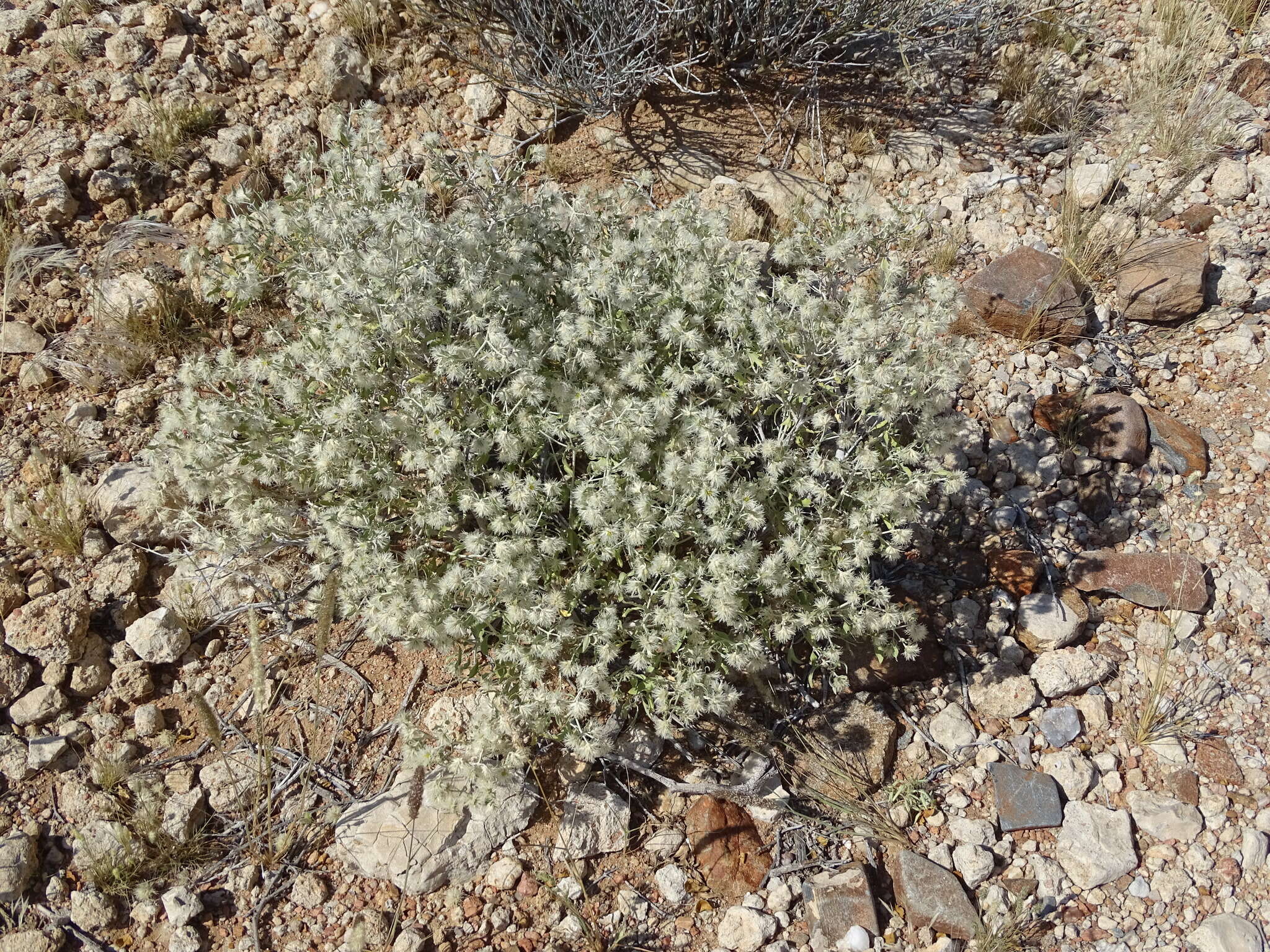 Imagem de Leucosphaera bainesii (Hook. fil.) Gilg