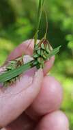 Image of boreal bog sedge