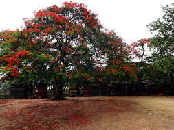 Image of Delonix regia (Bojer ex Hook.) Raf.