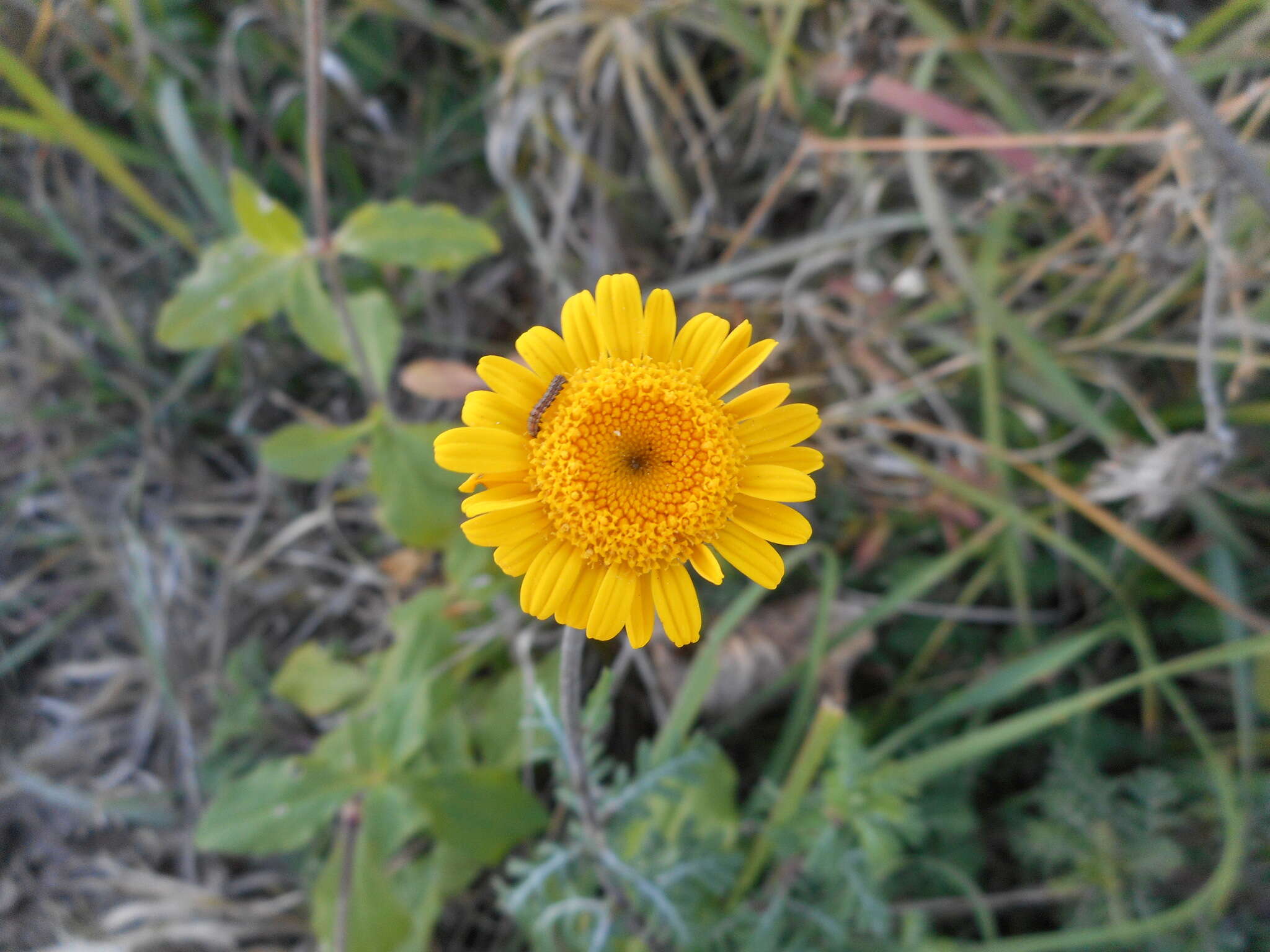 Image of Dyer's Chamomile