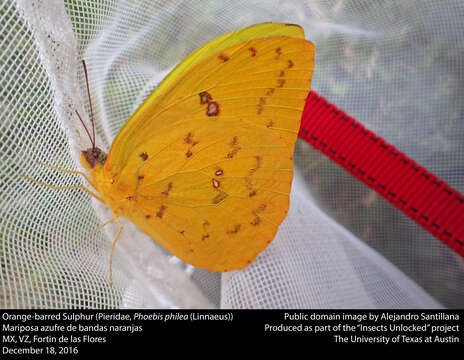 صورة Phoebis philea (Linnaeus 1763)