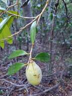 Image de Cinnamosma fragrans Baill.