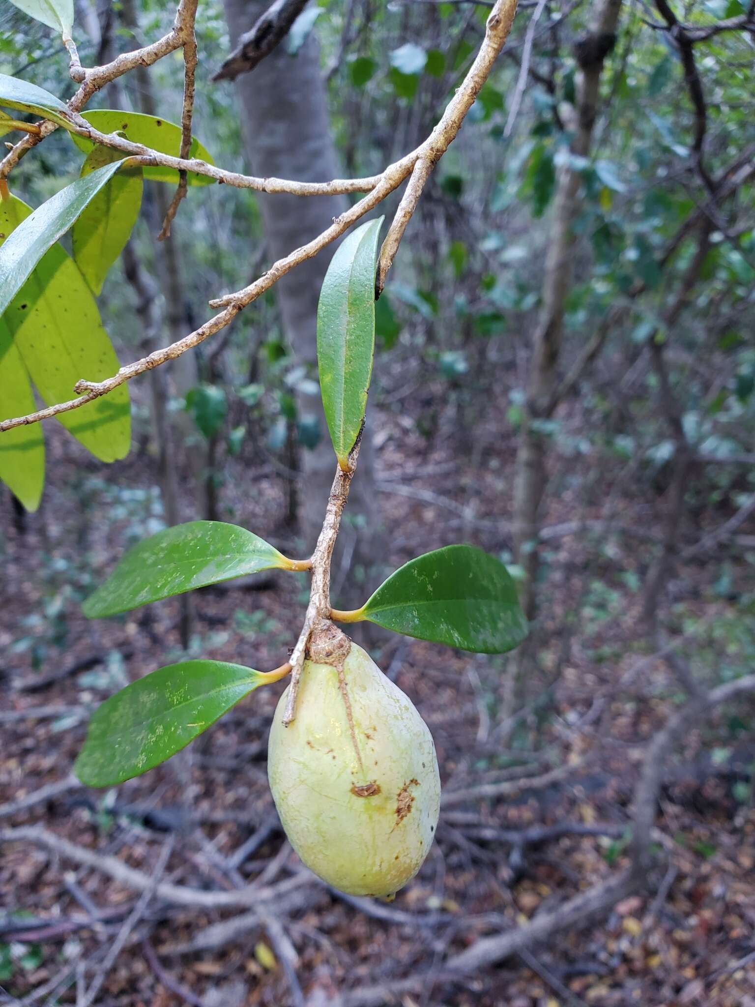 Image de Cinnamosma fragrans Baill.