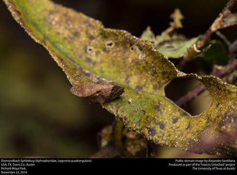 Image of Diamondback Spittlebug