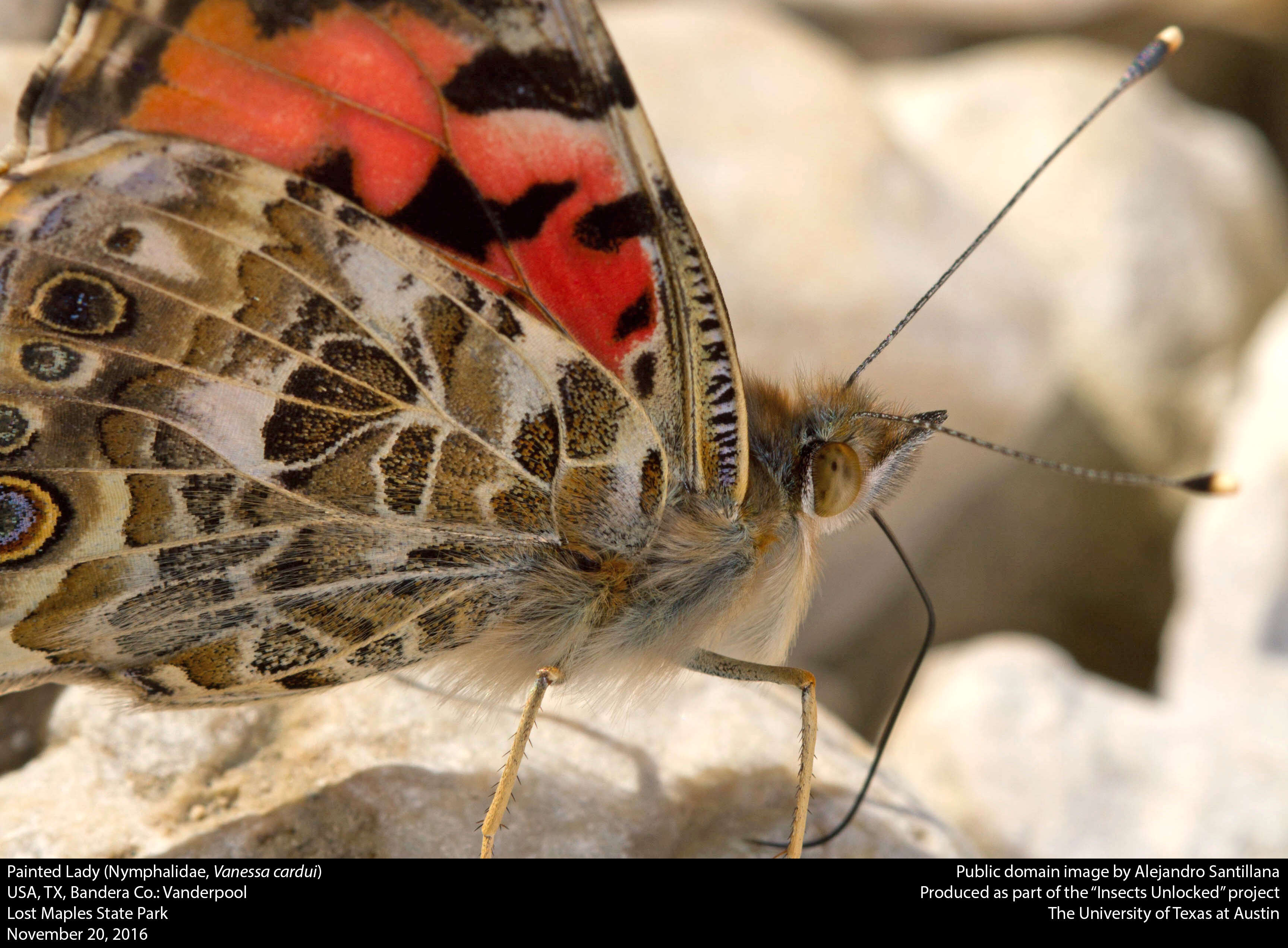 Image of Vanessa cardui