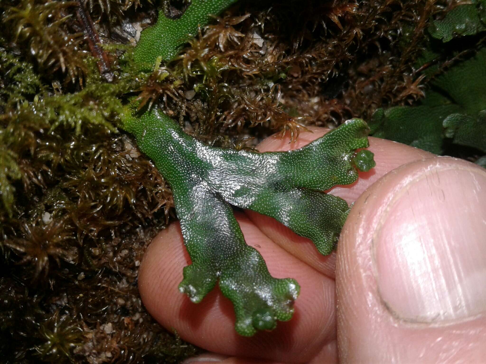 Image of Asterella australis (Hook. fil. & Taylor) Verd.