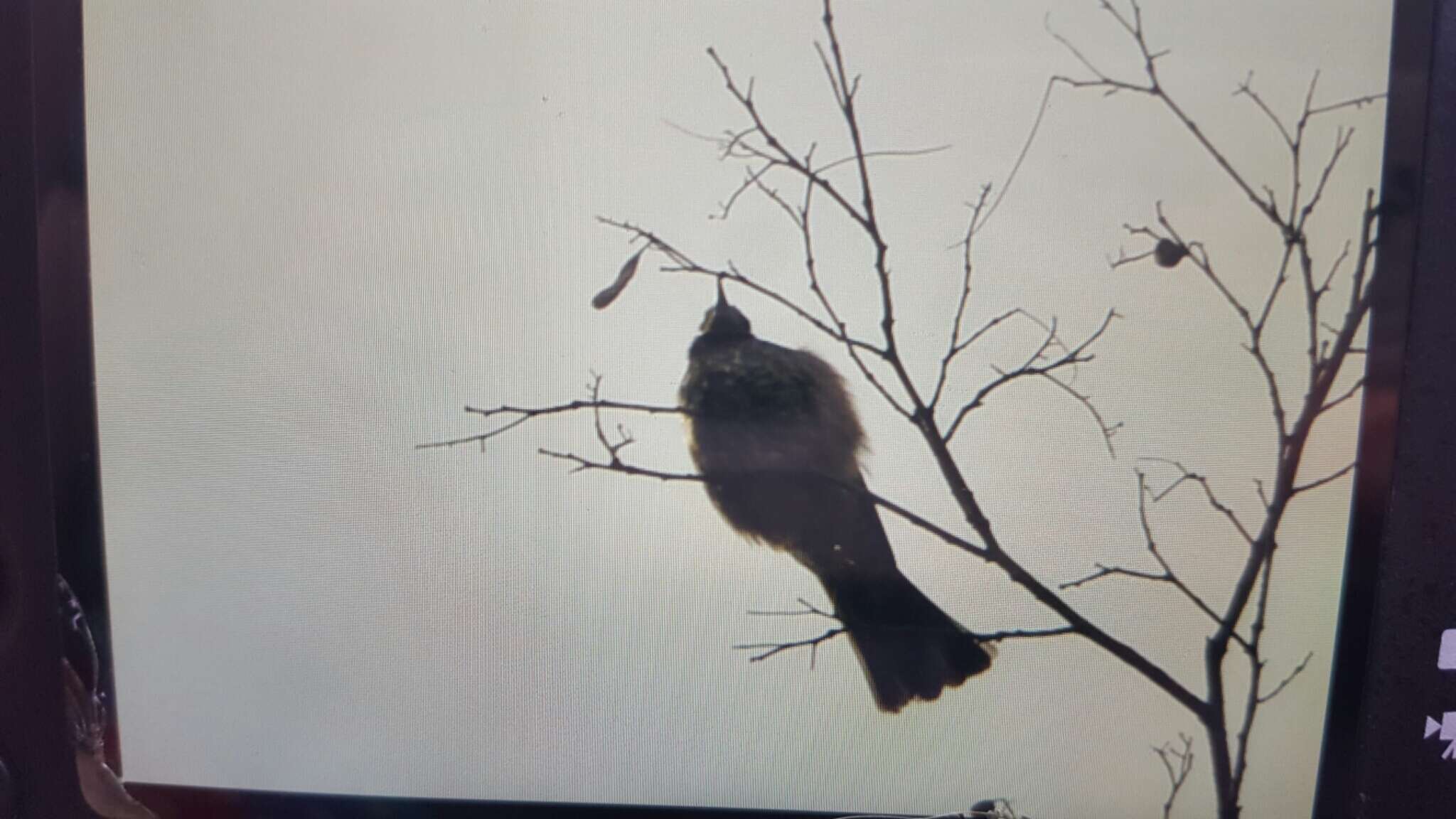 Image of Brown-eared Bulbul