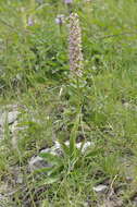 Image of Orchis bergonii Nanteuil