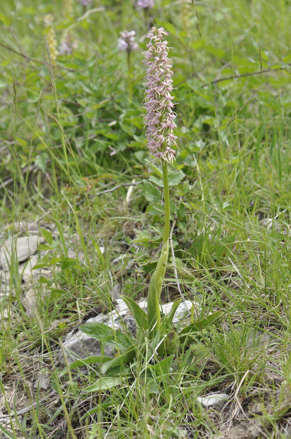 Image of Orchis bergonii Nanteuil