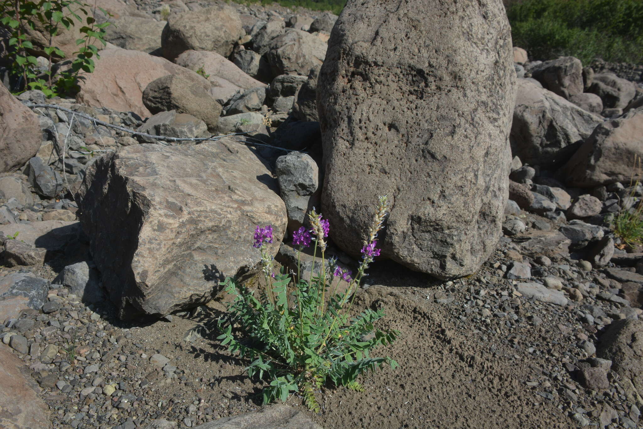 Image de Oxytropis adamsiana (Trautv.) Jurtzev