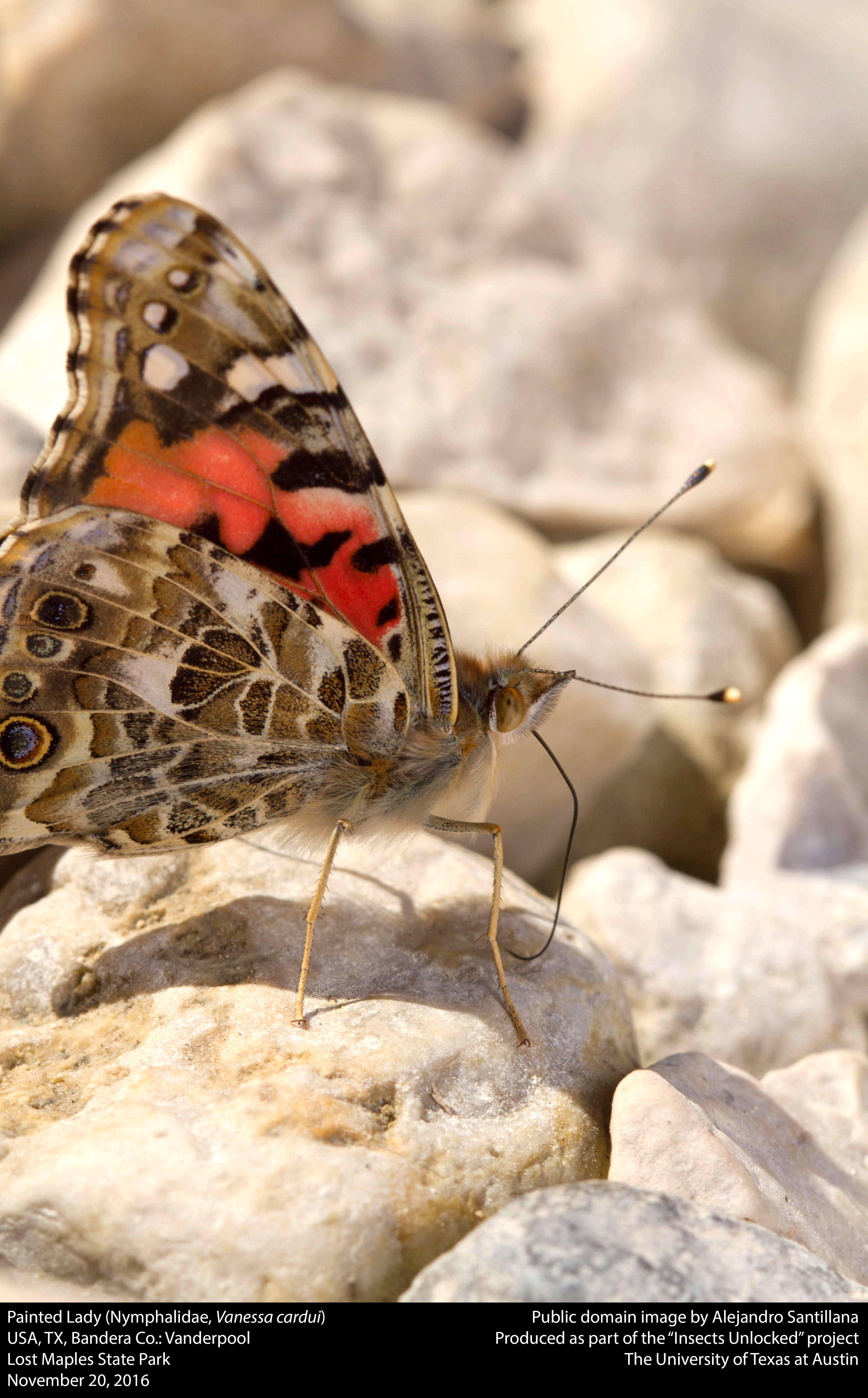 Image of Vanessa cardui