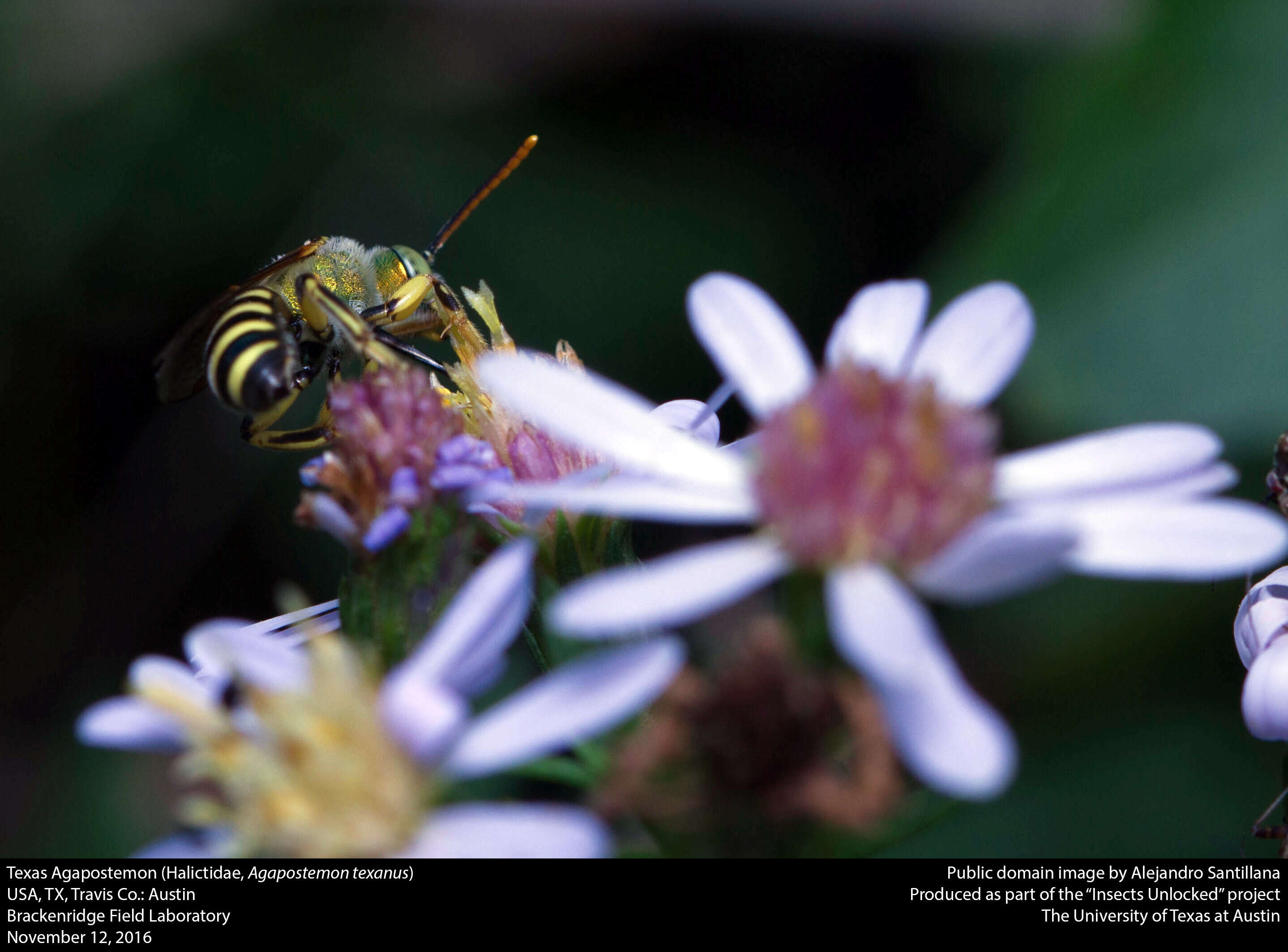 Agapostemon texanus Cresson 1872的圖片