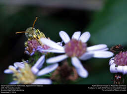 Agapostemon texanus Cresson 1872的圖片