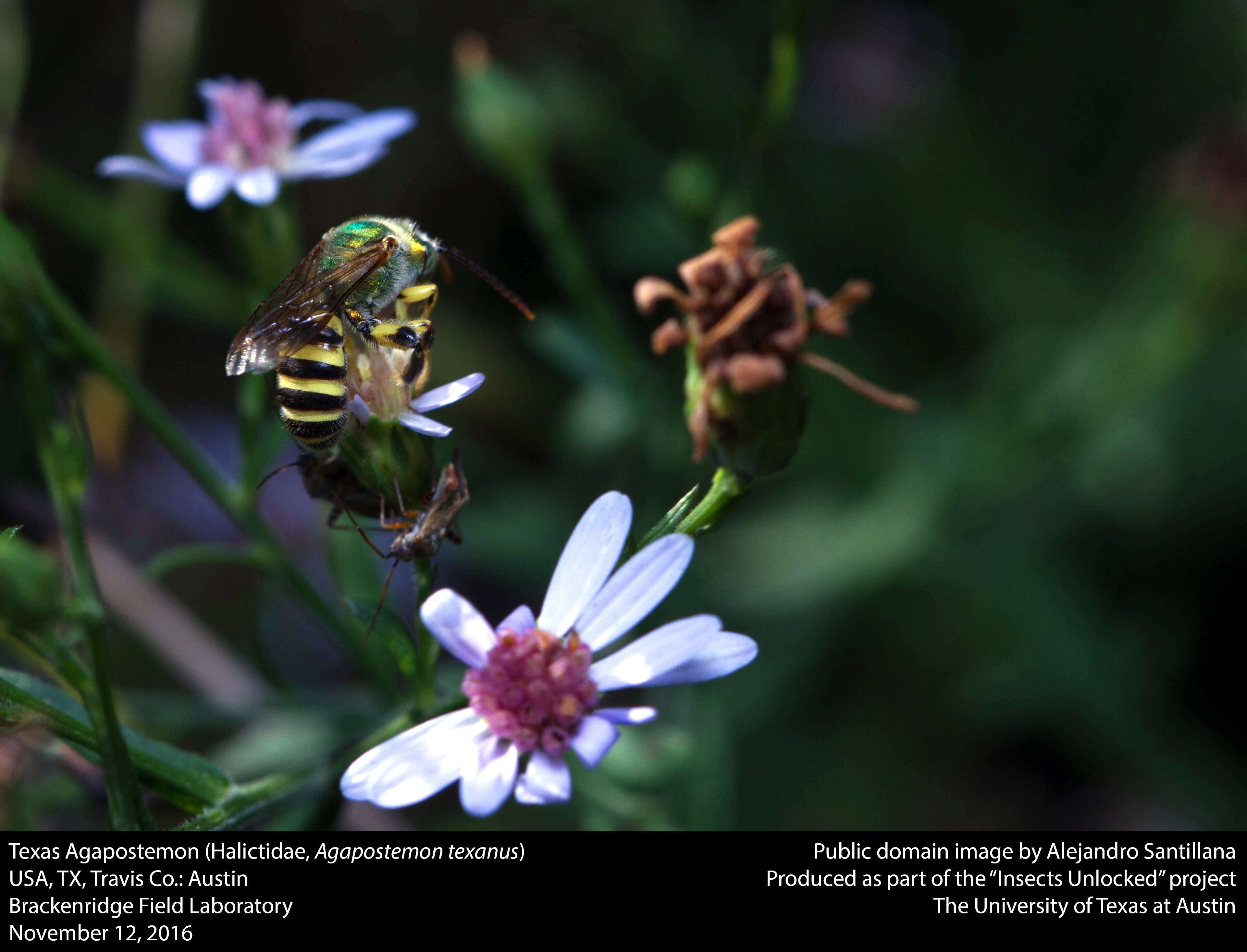 Agapostemon texanus Cresson 1872的圖片