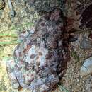 Image of Beira Pygmy Toad