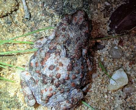 Image of Beira Pygmy Toad