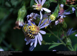 Agapostemon texanus Cresson 1872的圖片