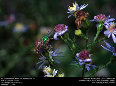 Image of Metallic Green Bees