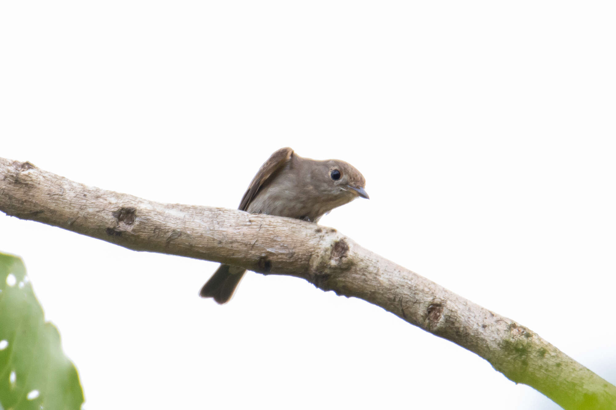 Image of Brown-streaked Flycatcher