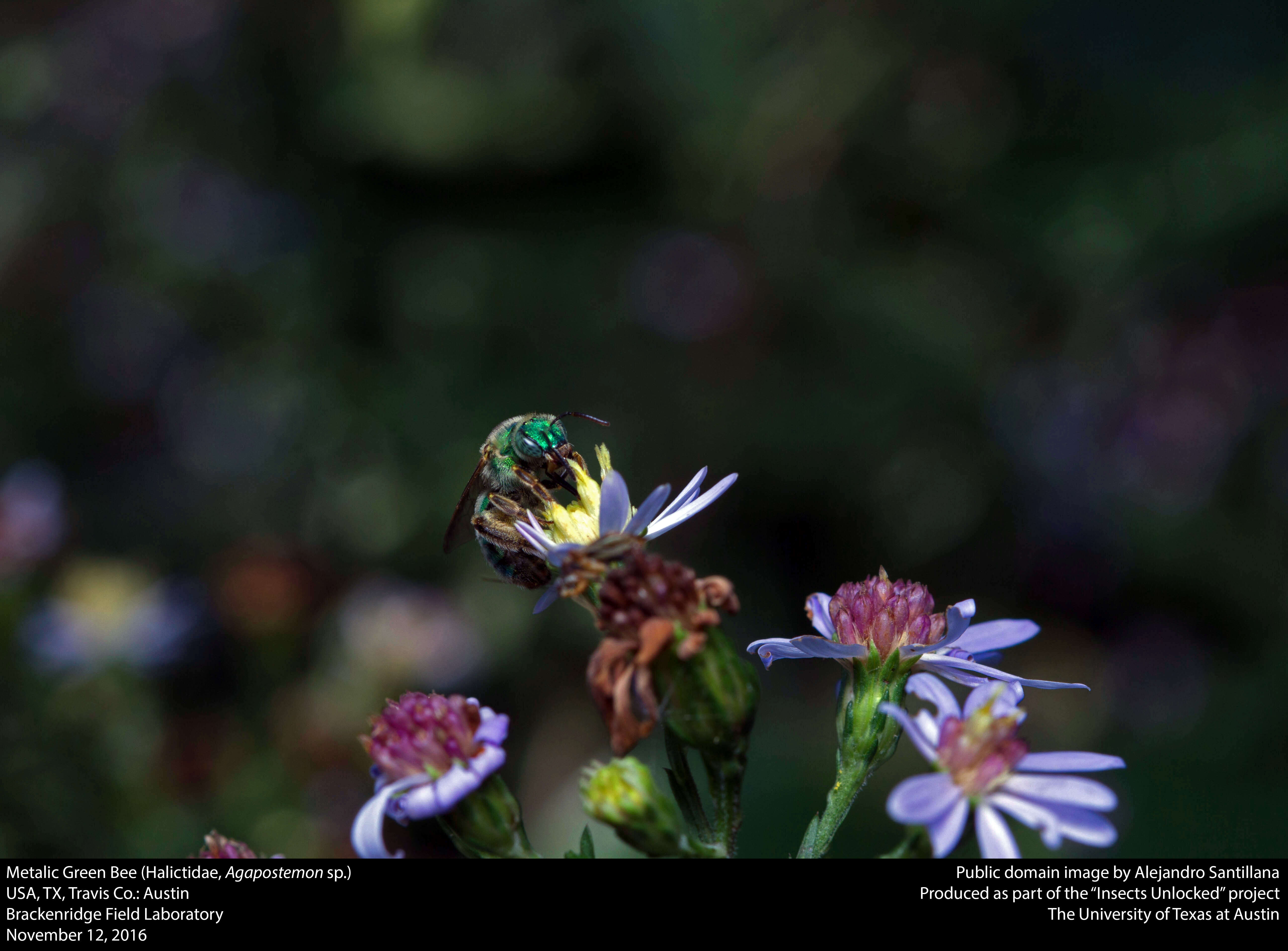 Image of Metallic Green Bees