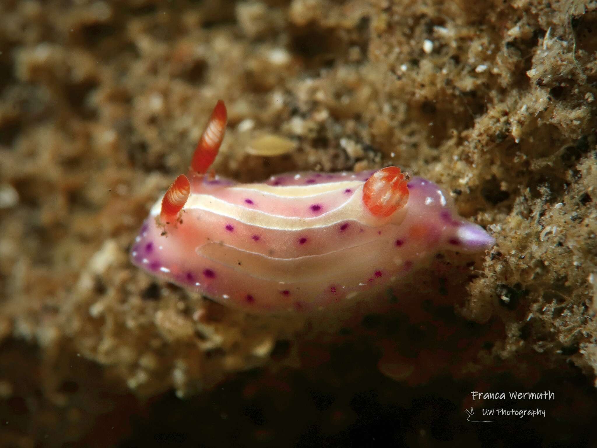 Image of Mexichromis aurora (R. F. Johnson & Gosliner 1998)